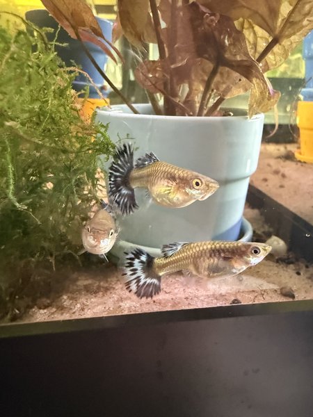 Blue Ivory Guppy Trio