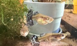 Photo 2 of Blue Ivory Guppy Trio
