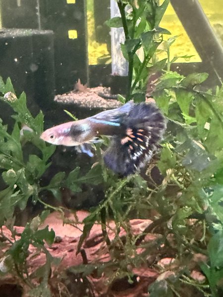 Blue Ivory Guppy Trio