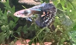 Blue Ivory Guppy Trio
