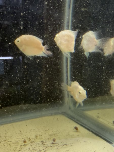 Breeding Group