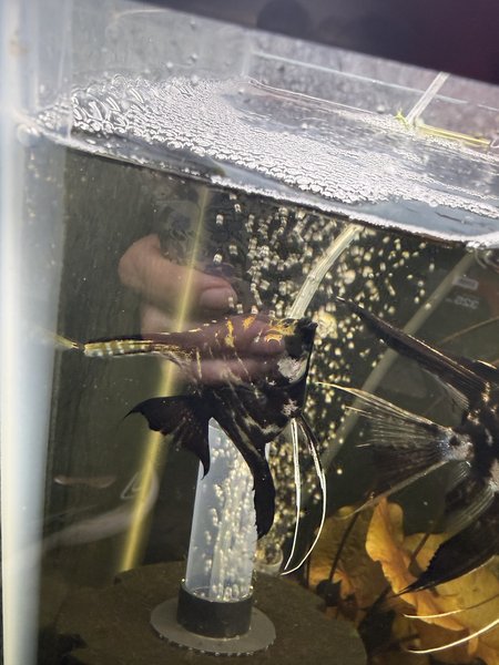 Angelfish