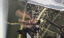 Photo 2 of Angelfish