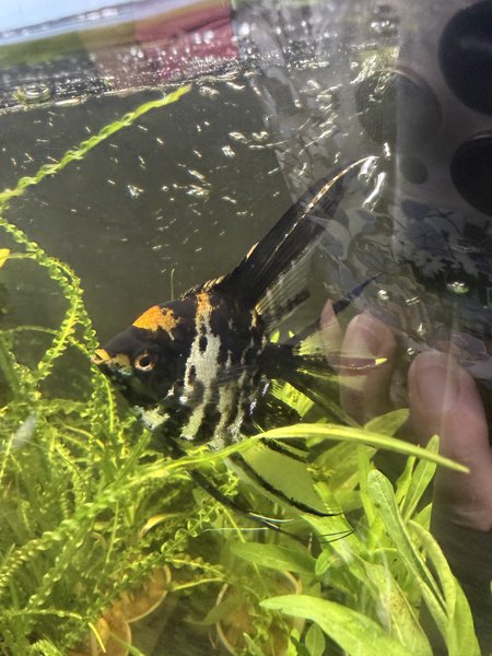 Angelfish