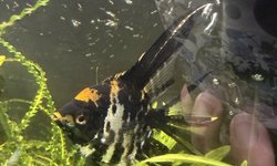 Angelfish