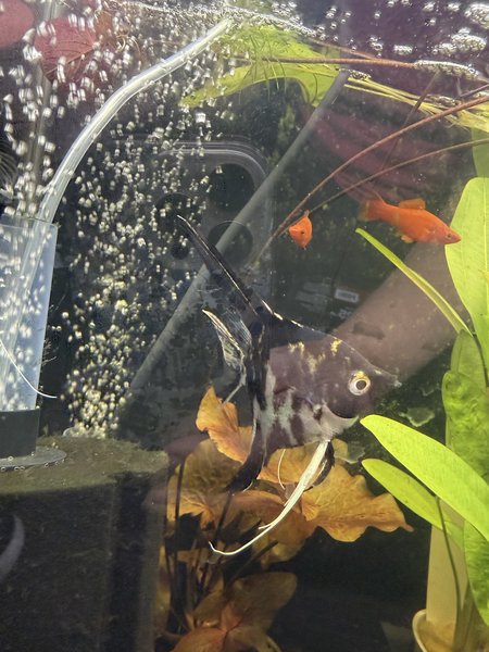 Angelfish