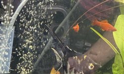 Photo 3 of Angelfish
