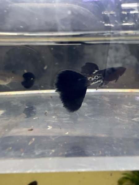 Black Metal Guppy Trio
