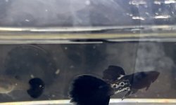 Black Metal Guppy Trio