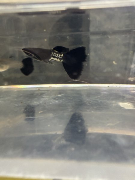 Black Metal Guppy Trio