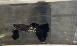 Photo 2 of Black Metal Guppy Trio