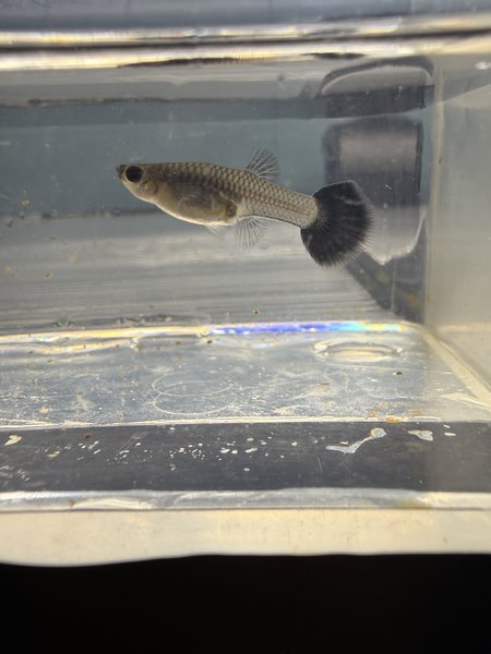 Black Metal Guppy Trio