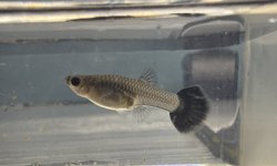 Photo 3 of Black Metal Guppy Trio