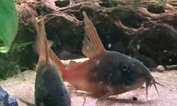 CW217 Rio Tomo Concolor Cory