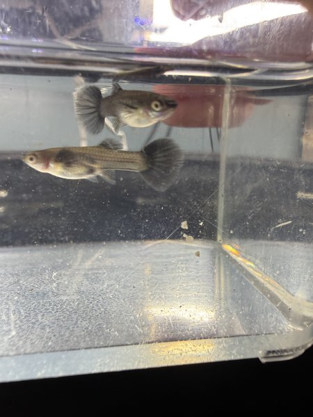 Purple Guppy Trio
