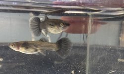 Photo 2 of Purple Guppy Trio