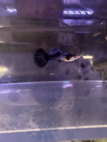 Purple Guppy Trio