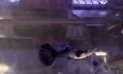 Purple Guppy Trio