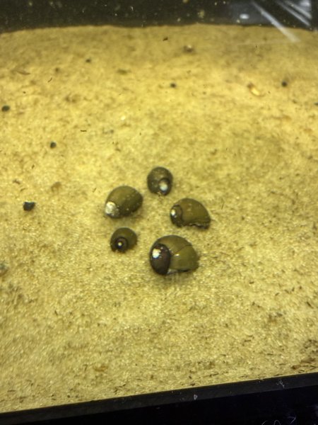 Tiger Eye Nerite Snails