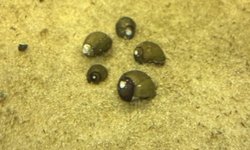 Tiger Eye Nerite Snails