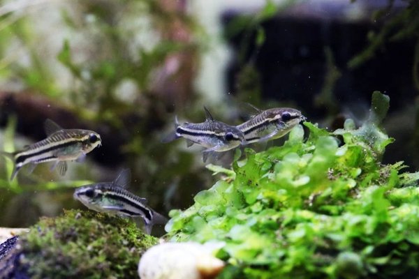 (5ct) Pygmy Corydora