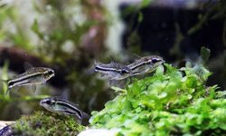 (5ct) Pygmy Corydora