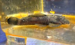 5ct Juvenile Green Dragon Pleco