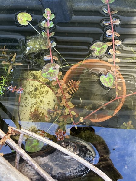 Grown outdoors, different phenotype if grown submerged