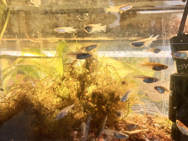 Rice Fish