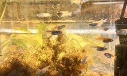 Rice Fish