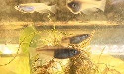 Rice Fish