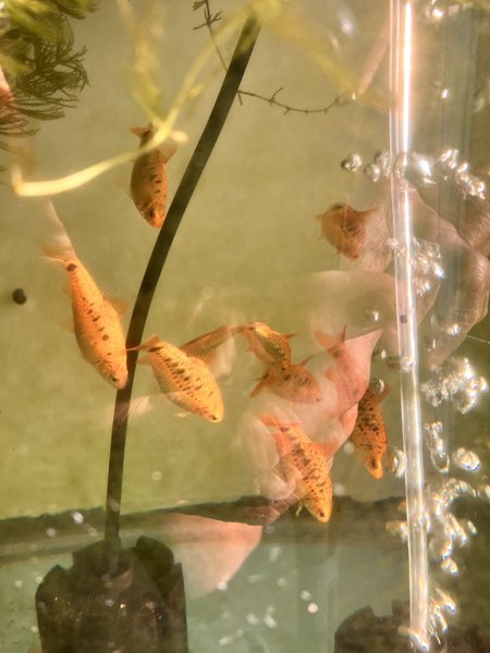 Gold Barbs