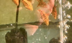 Gold Barbs