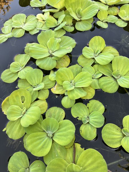 Water Lettuce