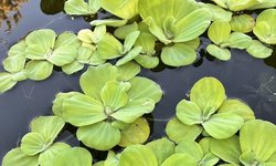 Water Lettuce