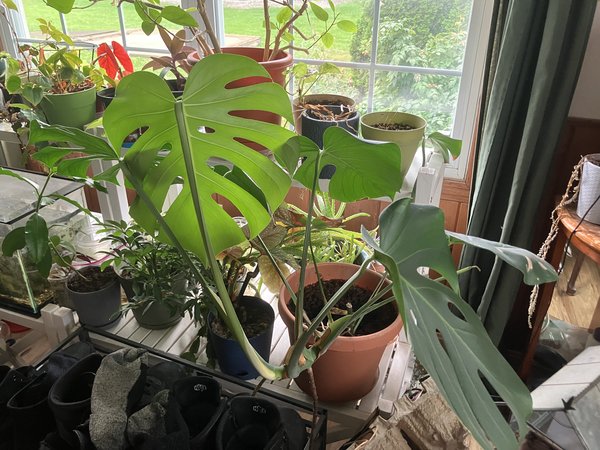 Deliciosa plant that cutting will come from; adansonii also