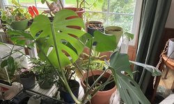 Monstera 2 pack