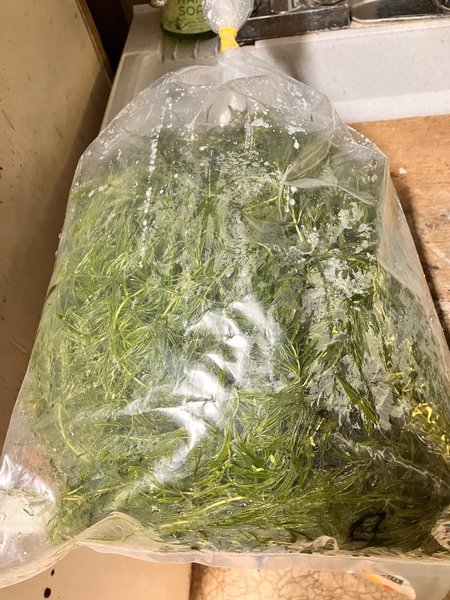 Hornwort