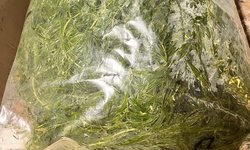 Hornwort