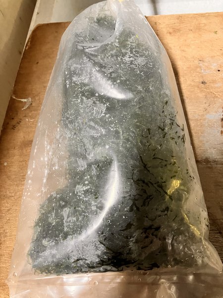Java Moss
