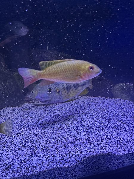 Very active fish! The group they are part of has spawned.