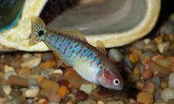 Photo 2 of Peacock gudgeon pair