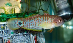 Peacock gudgeon pair