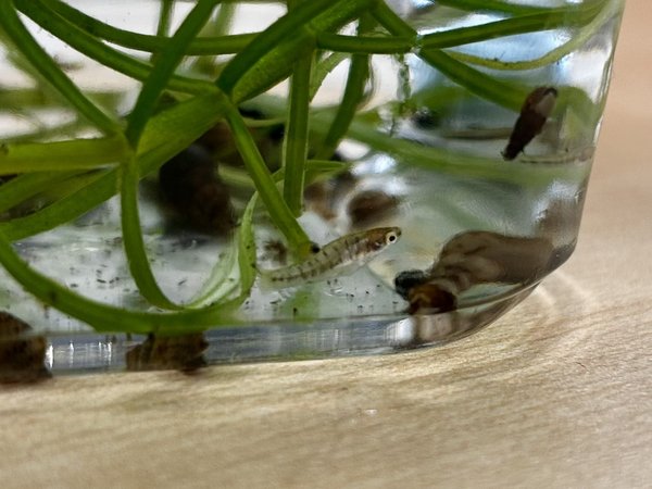 6 Heterandria formosa fry