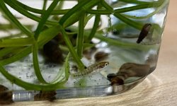 6 Heterandria formosa fry