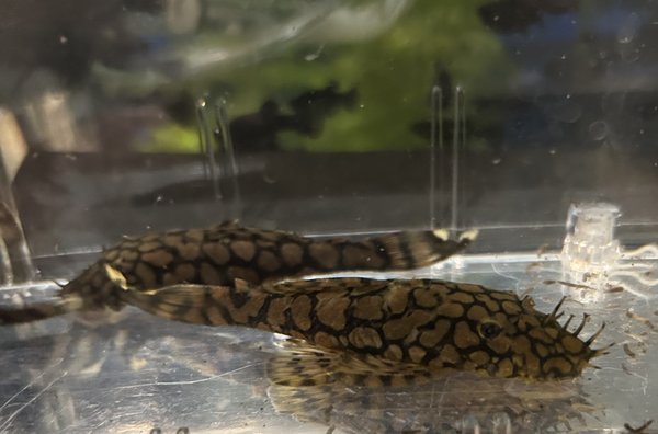 L519 Honeycomb Bristlenose Plecos