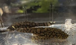 L519 Honeycomb Bristlenose Plecos