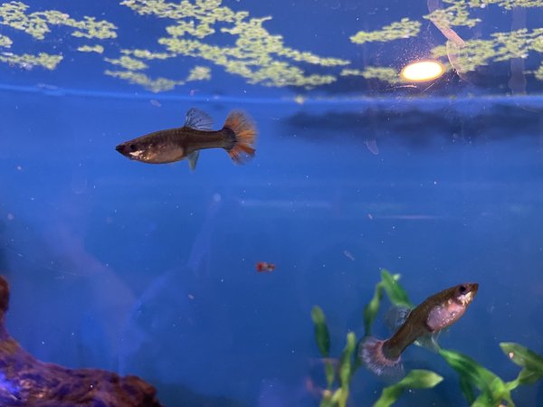 25 + Guppy Assortment