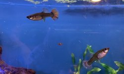 Photo 3 of 25 + Guppy Assortment