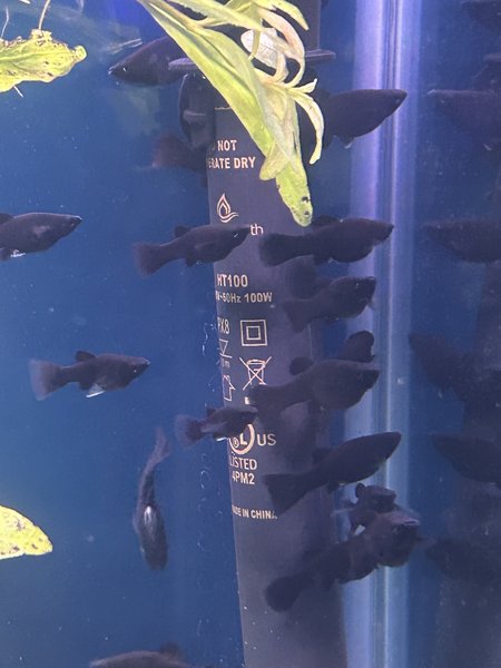 Black Lyretail Molly (11)